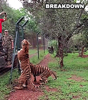 Tiger breakdown frame
